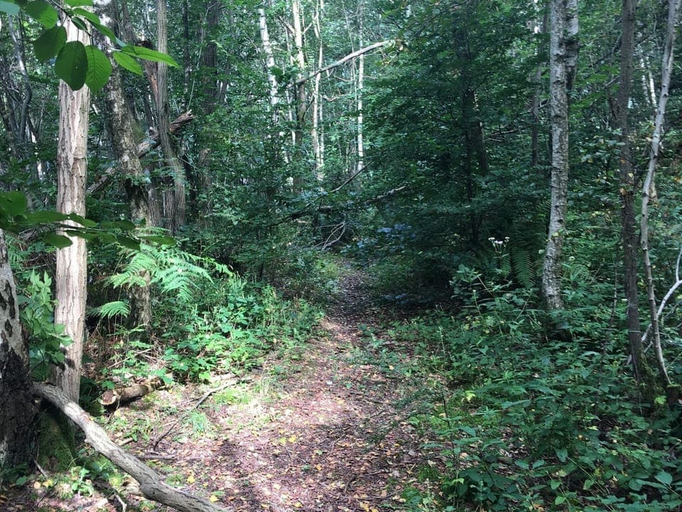 Immediate Surroundings [summer] (<1 km)