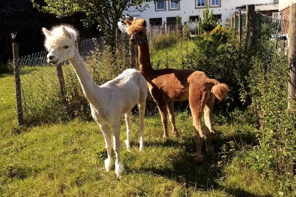 Holiday Home Facilities and Services