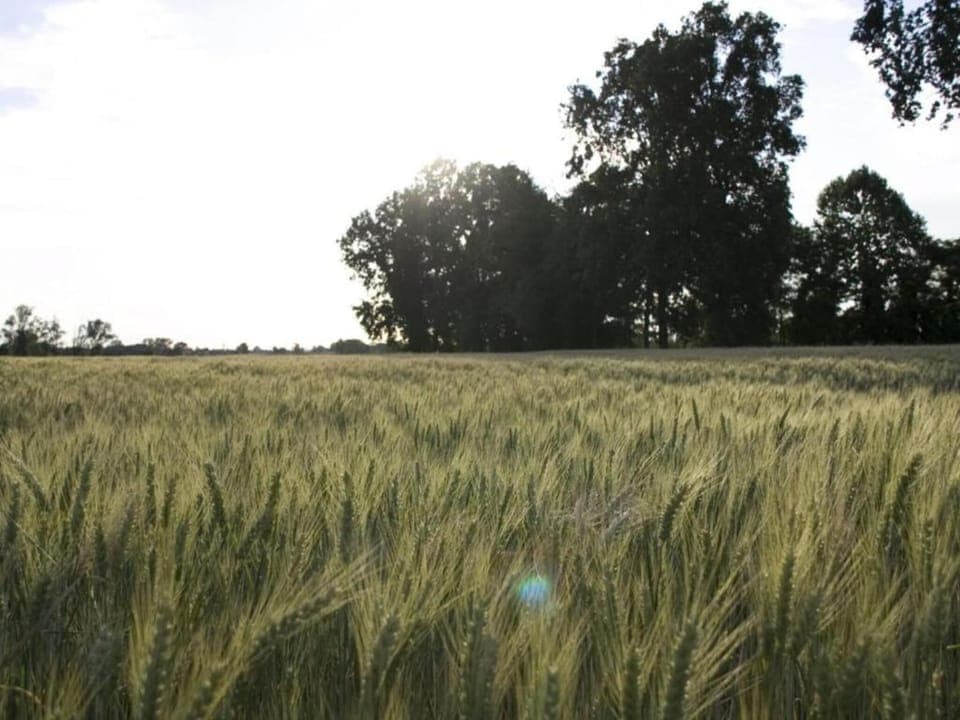 Region [summer] (>5 km)