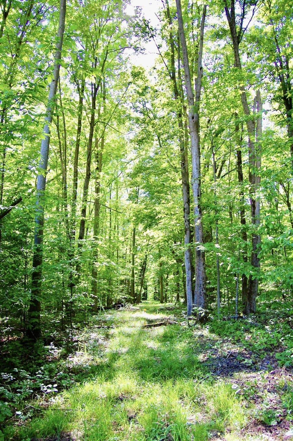 There are over 6.5 wooded acres to explore in your own backyard at Hilltop Haven