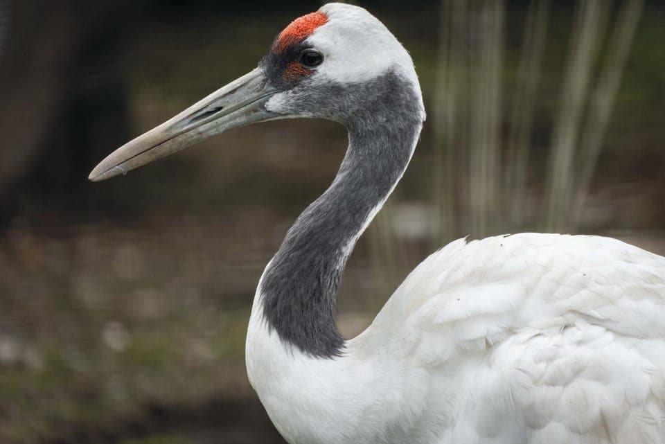 Oak Lodge - Hot Tub - Pen Y Cae Inn (8862)