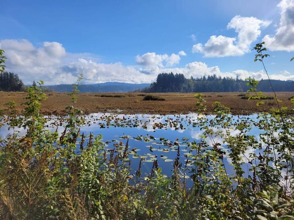 Scenic hiking nearby at Seaquest State Park & Silver Lake