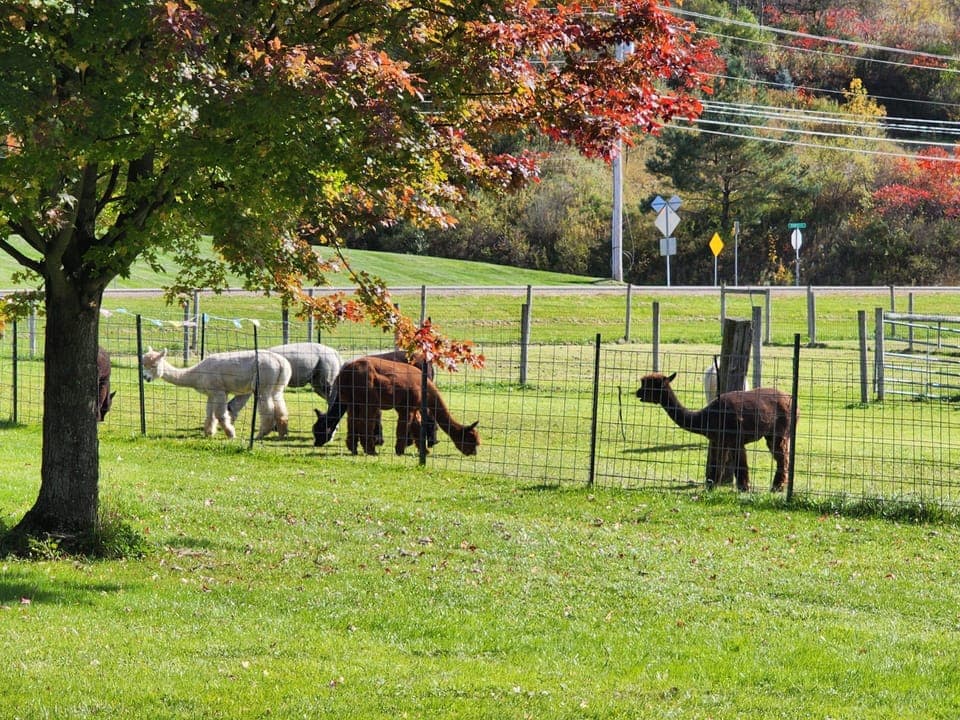 Alpaca Neighbors!