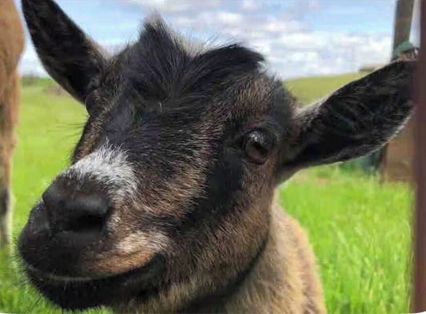 Hi! My name is pumpkin and I can’t wait to meet you!