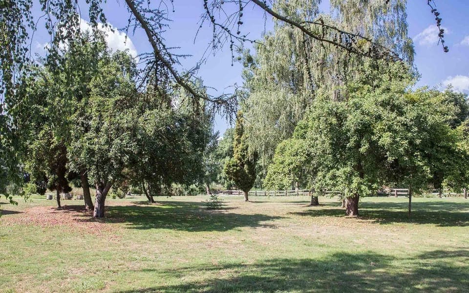 Garden view with our apple trees