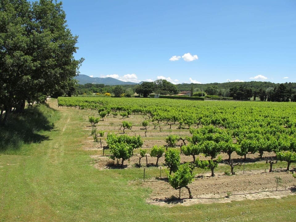 Plant, Sky, Cloud, Plant Community, Tree, Natural Landscape, Land Lot, Agriculture, Grass, Grassland