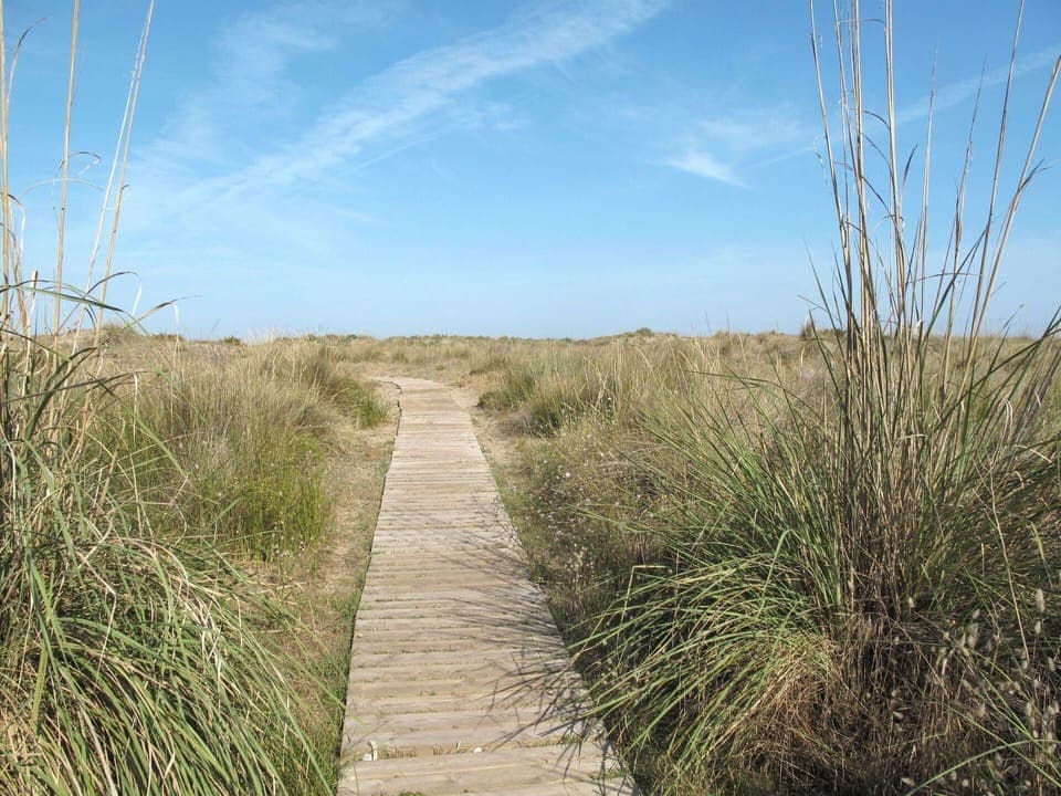Sky, Cloud, Plant, Plant Community, Ecoregion, Natural Landscape, Wood, Grass, Landscape, Grassland