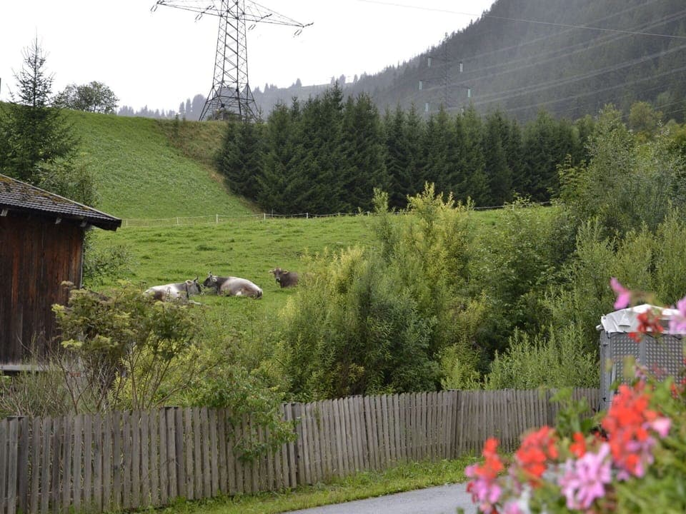 Plant, Flower, Mountain, Sky, Nature, Tree, Natural Landscape, Fence, Land Lot, Petal