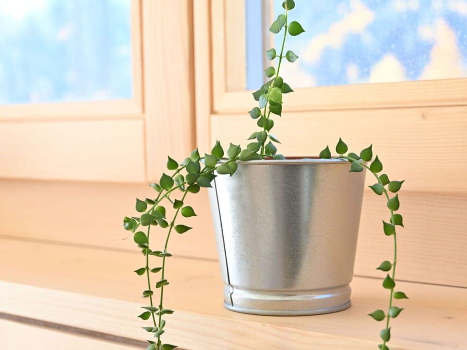 Plant, Flower, Green, Flowerpot, Houseplant, Serveware, Dishware, Wood, Drinkware, Cloud