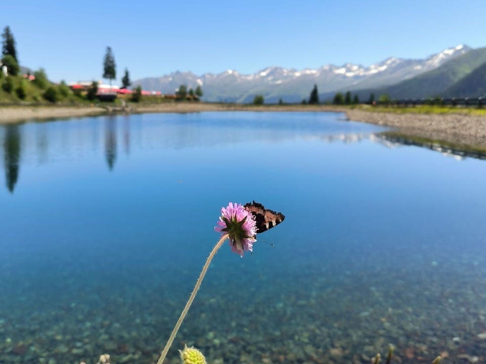 Water, Sky, Flower, Plant, Water Resources, Mountain, Natural Landscape, Azure, Natural Environment, Lake