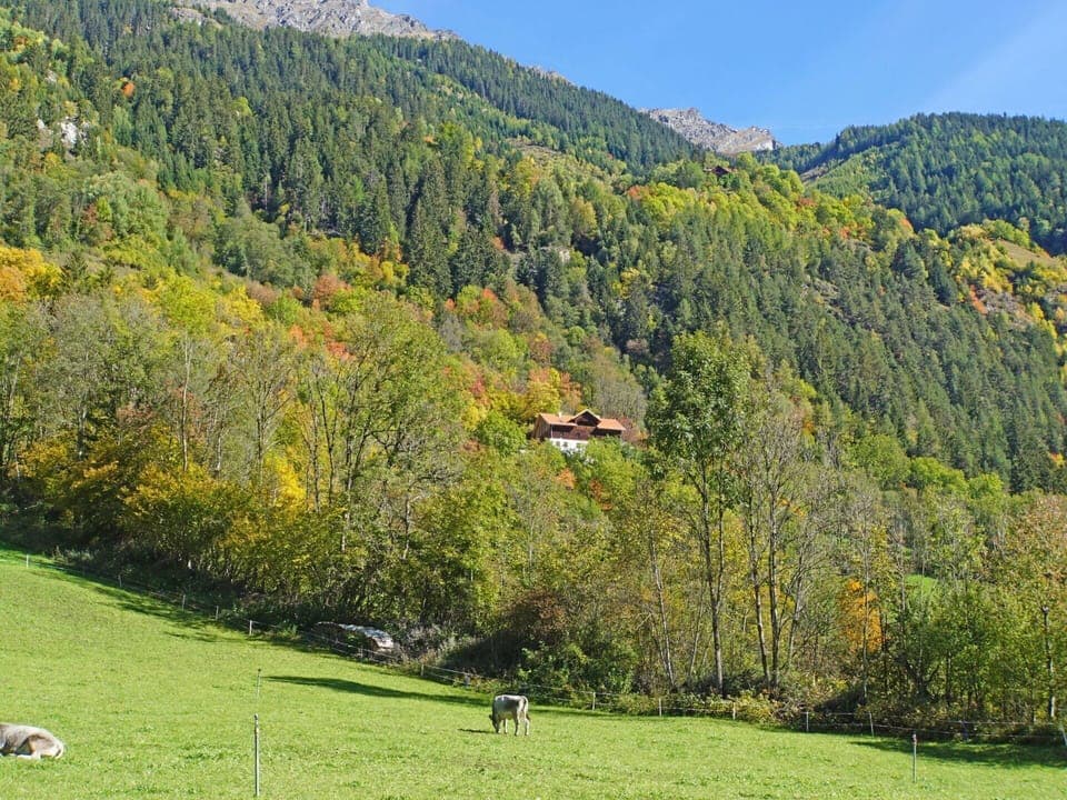 Plant, Sky, Plant Community, Mountain, Nature, Tree, Natural Landscape, Larch, Slope