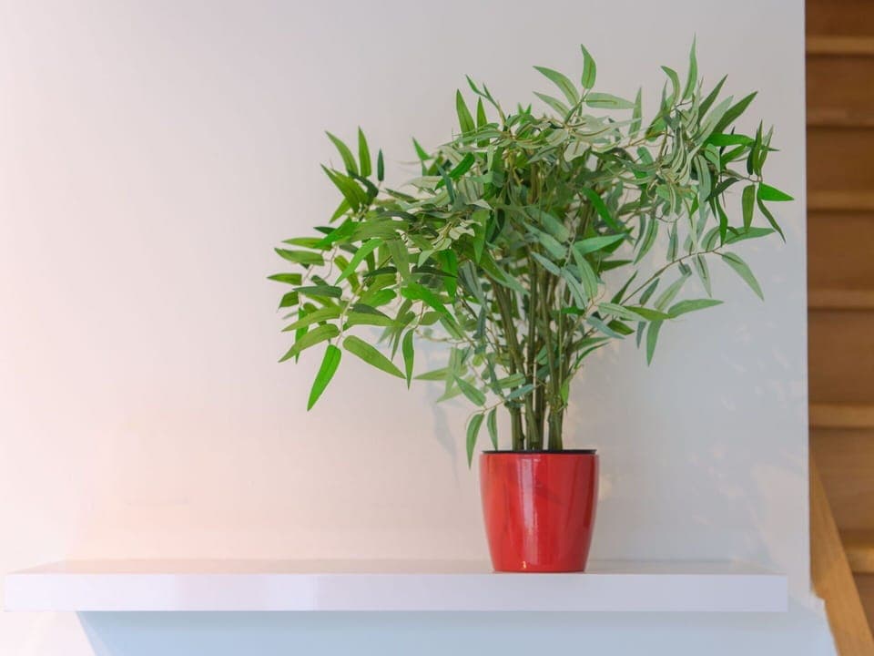 Plant, Flowerpot, Houseplant, Vase, Terrestrial Plant, Twig, Wood, Grass, Rectangle, Tree