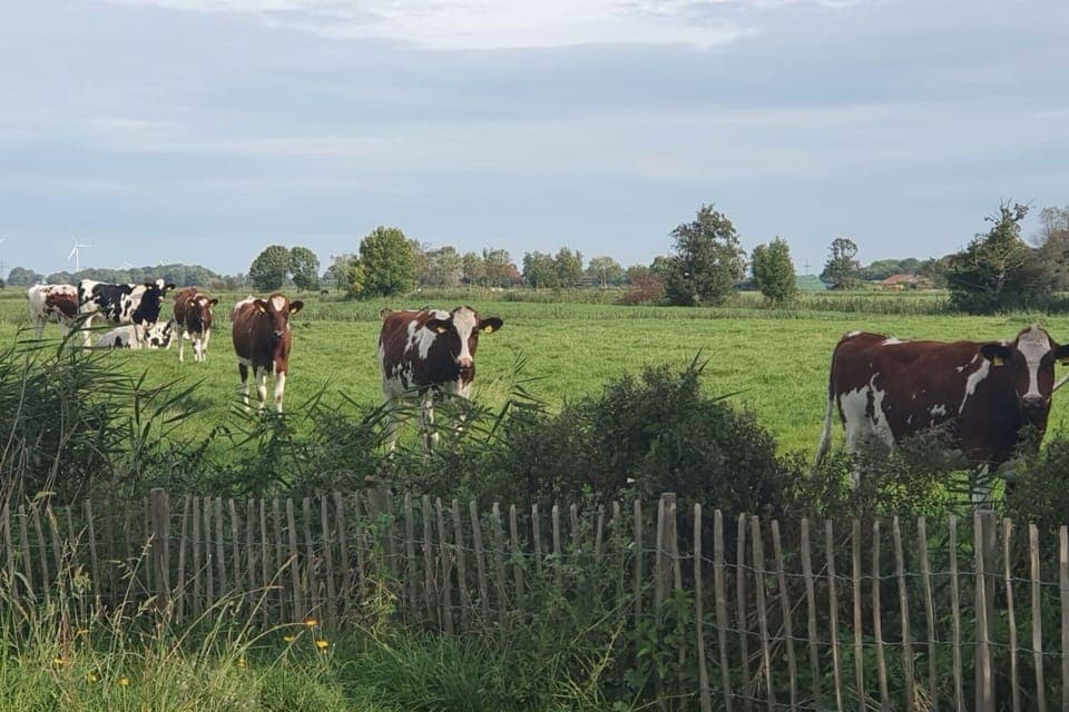 Immediate Surroundings [summer] (<1 km)