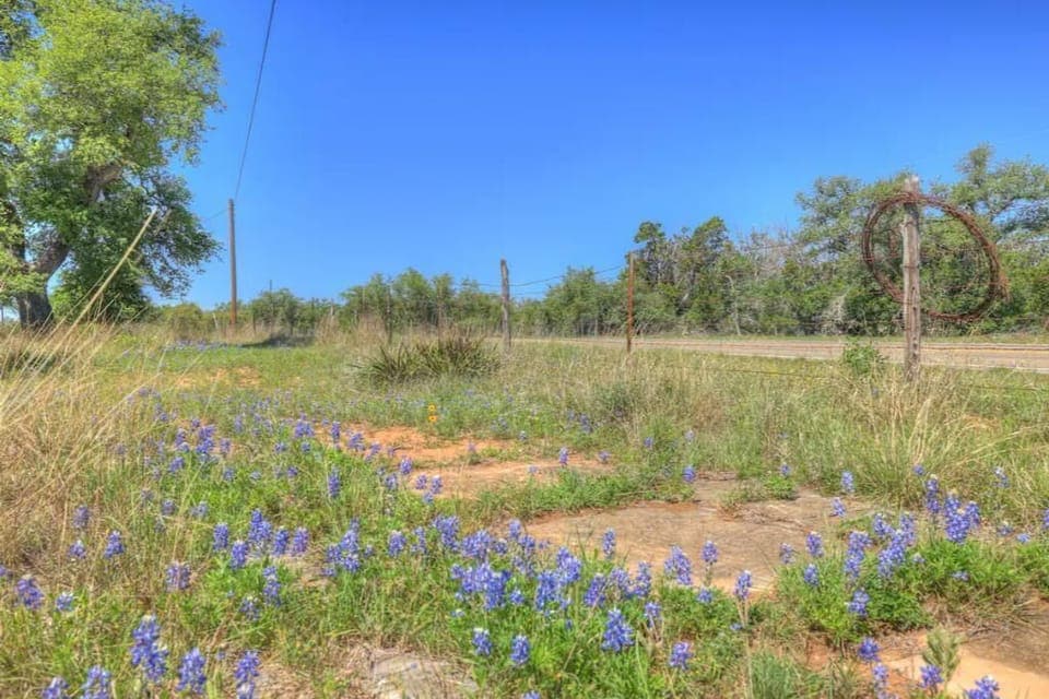 Wildflowers Along Walking Trail