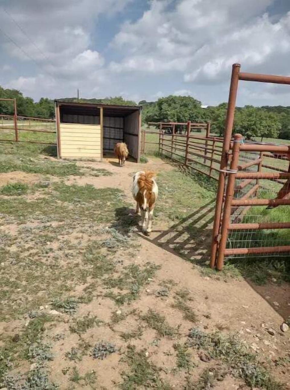 Our male mini pony (Boone)