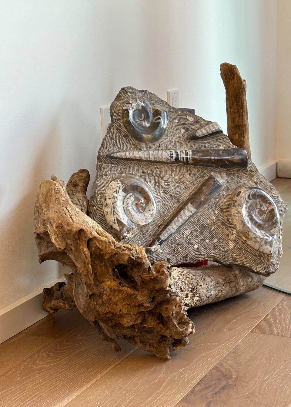 In situ ammonites and orthoceras from the Atlas mountains of Morocco.  