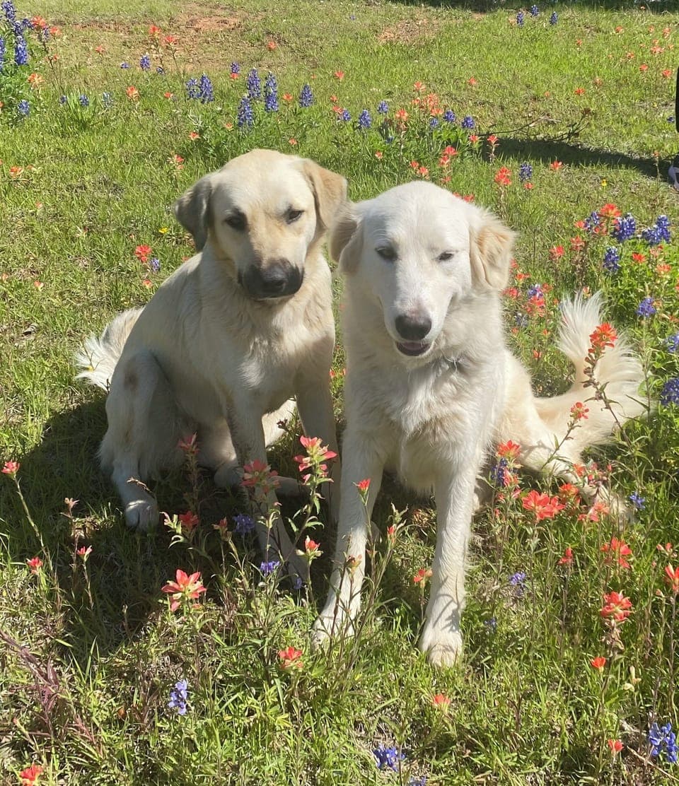 Our sweet & friendly dogs, Miley & Mo may greet you, but won't bother you!