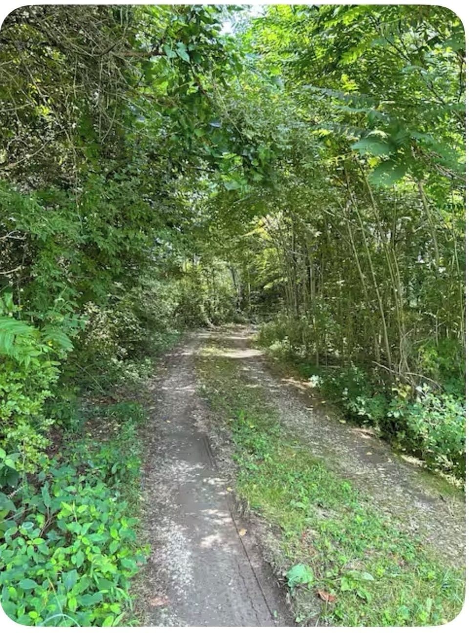 Driveway through the woods