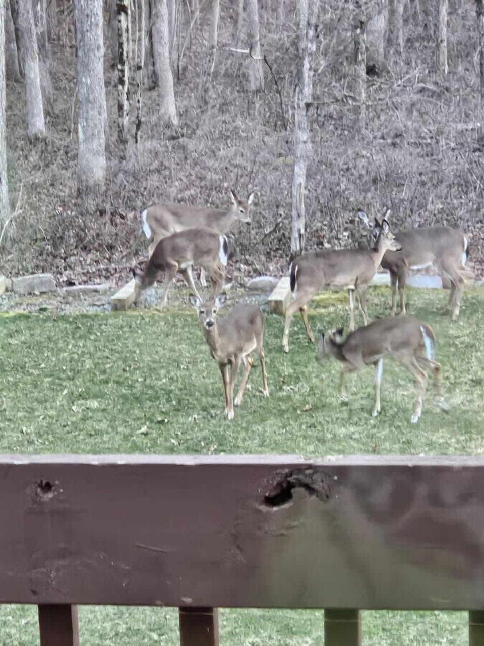 Watch the deer in the backyard outside the living room window or door.