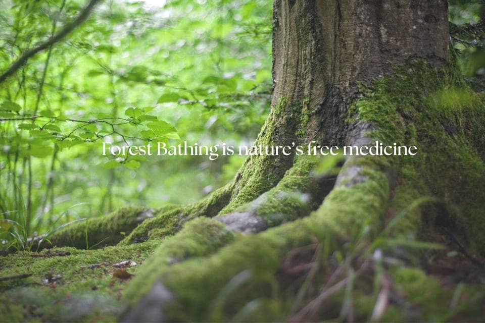 - Forest bathing sign highlights nature’s calming benefits  
- Peaceful greenery and moss covered trees all around  
- Perfect retreat for relaxation and wellness outdoors  
