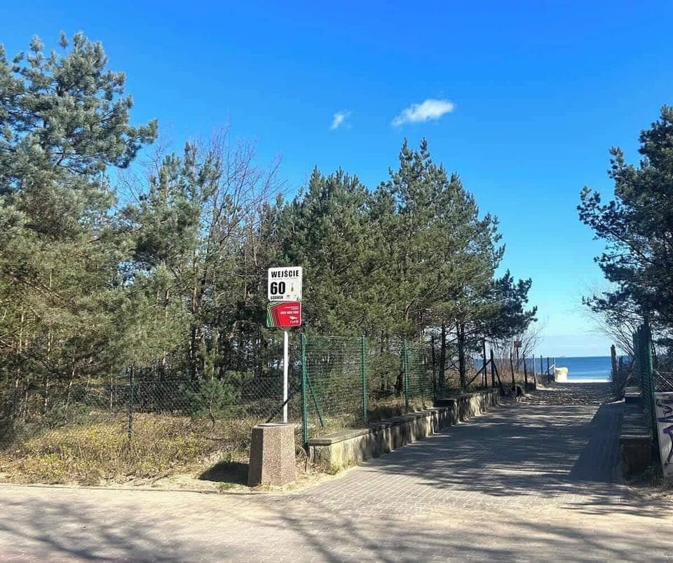 A path lined with pine trees and a signpost on a sunny day.

