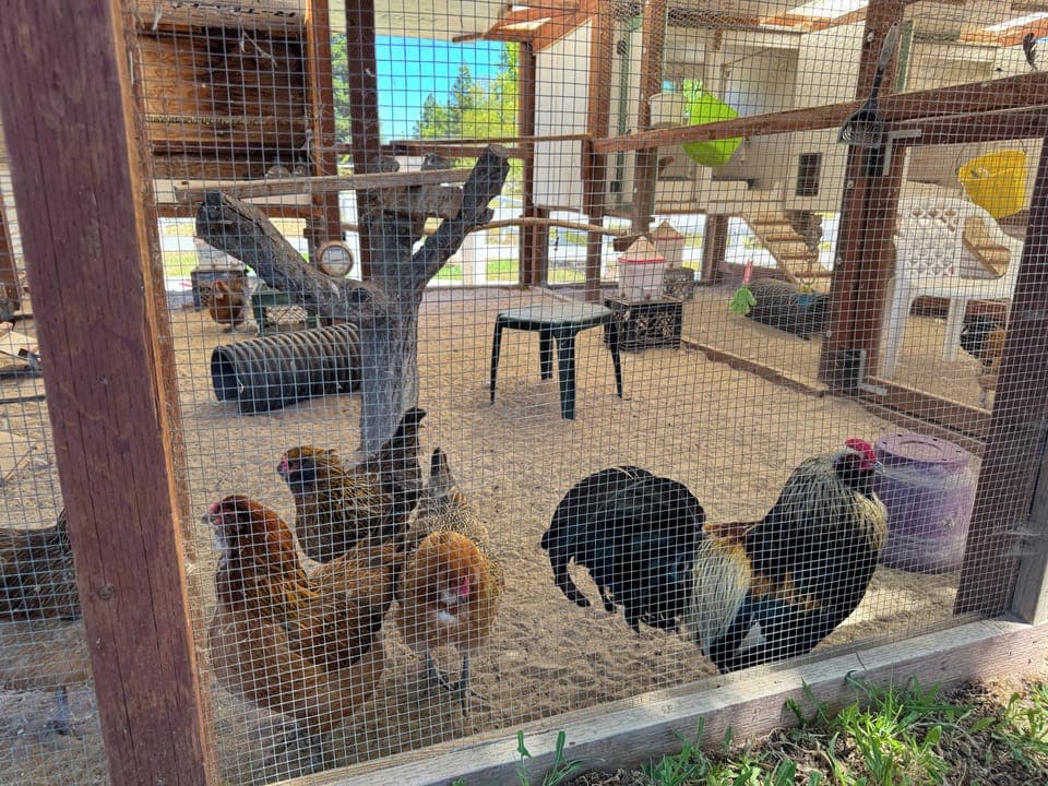 The backyard chickens