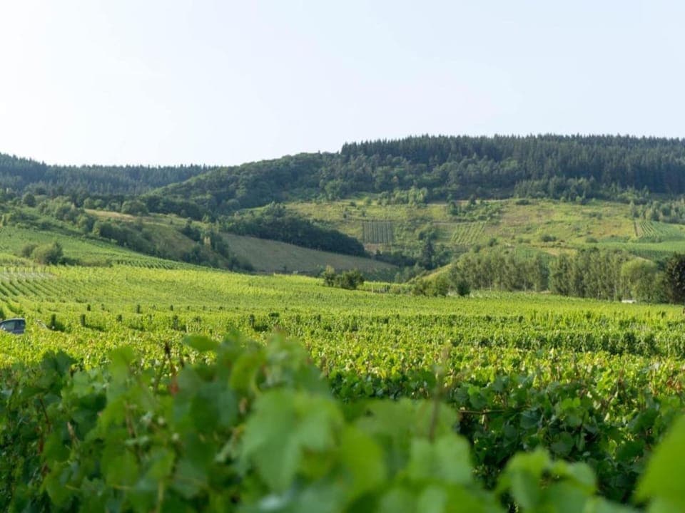 Region [summer] (>5 km)