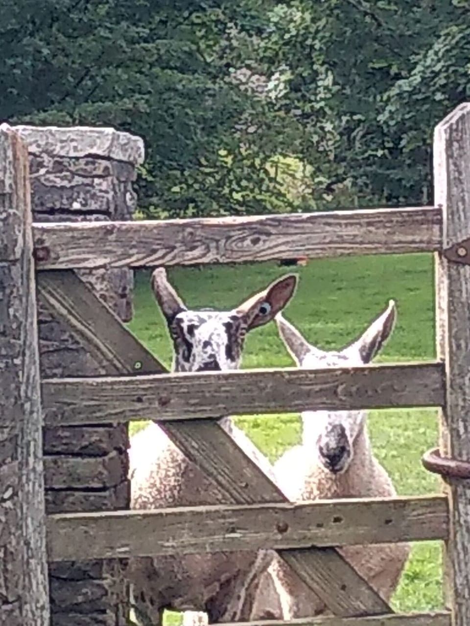 Naughty Swaledale tup sheep wanting to join us.