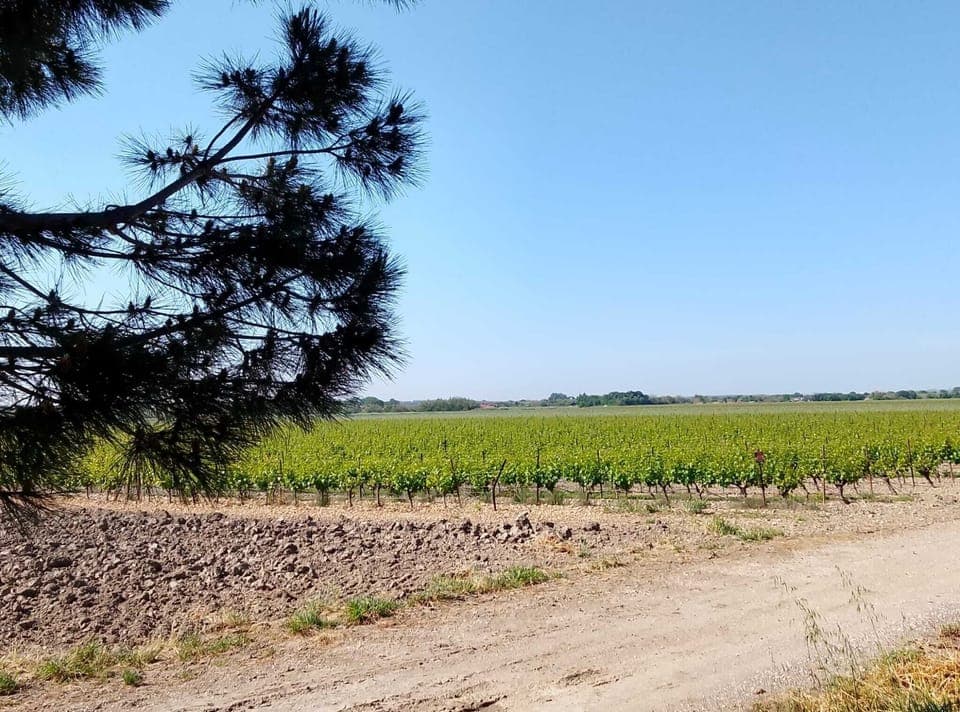 Vineyard View Alonside Farniente