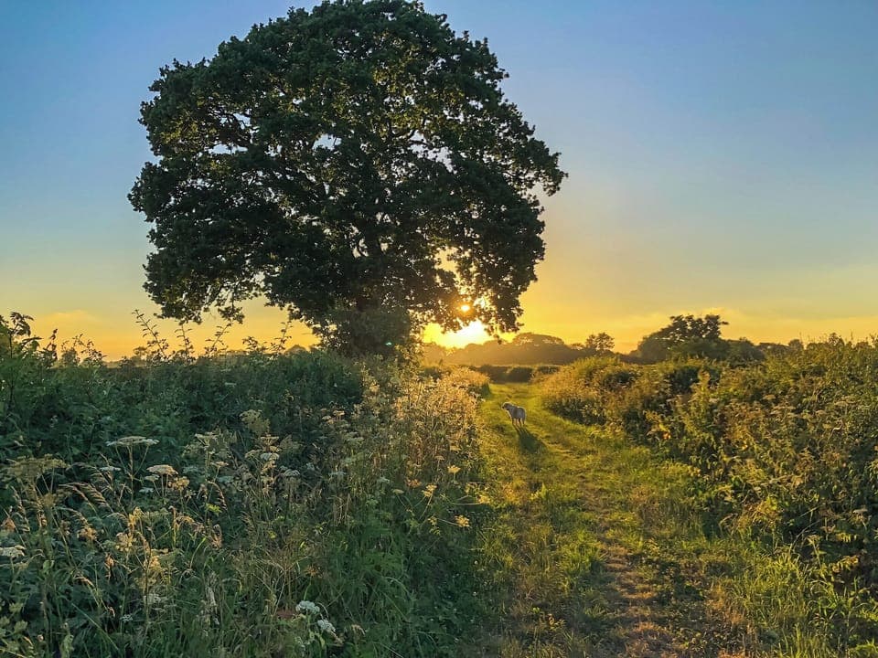 Sunset in the village | Elm Cottage, Thornton-le-Moor, near Northallerton