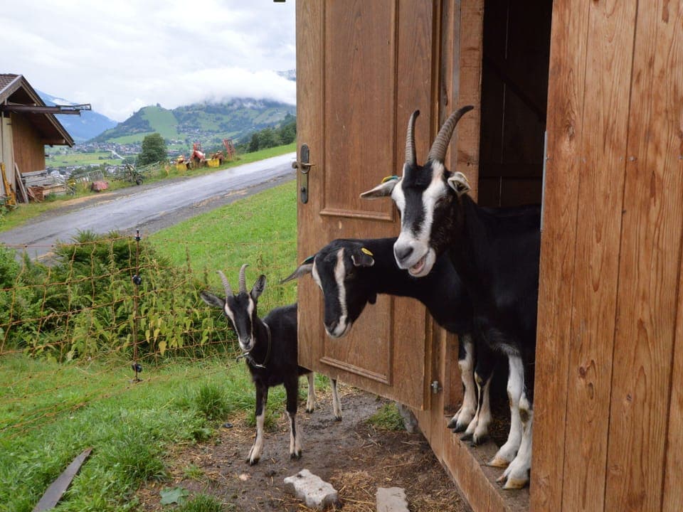 View from Holiday Home [summer]