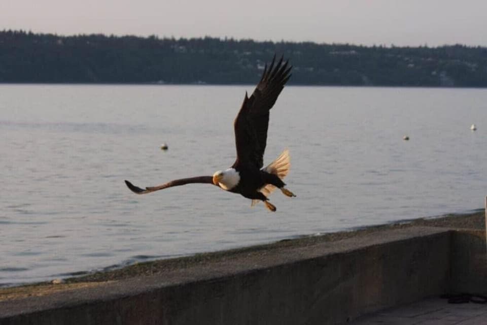 Enjoy the majestic eagle landing, showcasing its grandeur and power as it soars through the sky, with the background of dramatic, yet natural scenery.