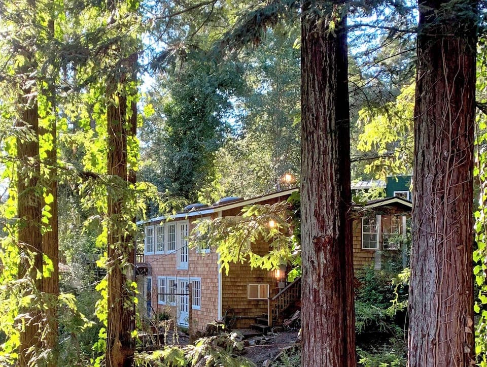 Dappled light through the redwoods.