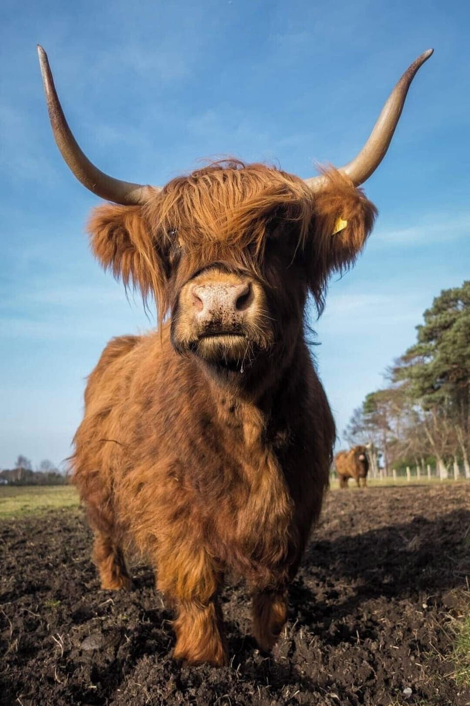 A highland coo!