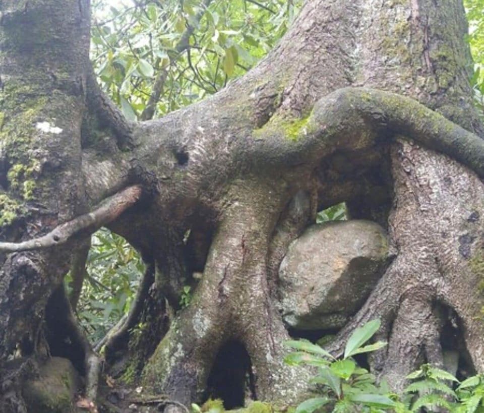 Joyce Kilmer national Park