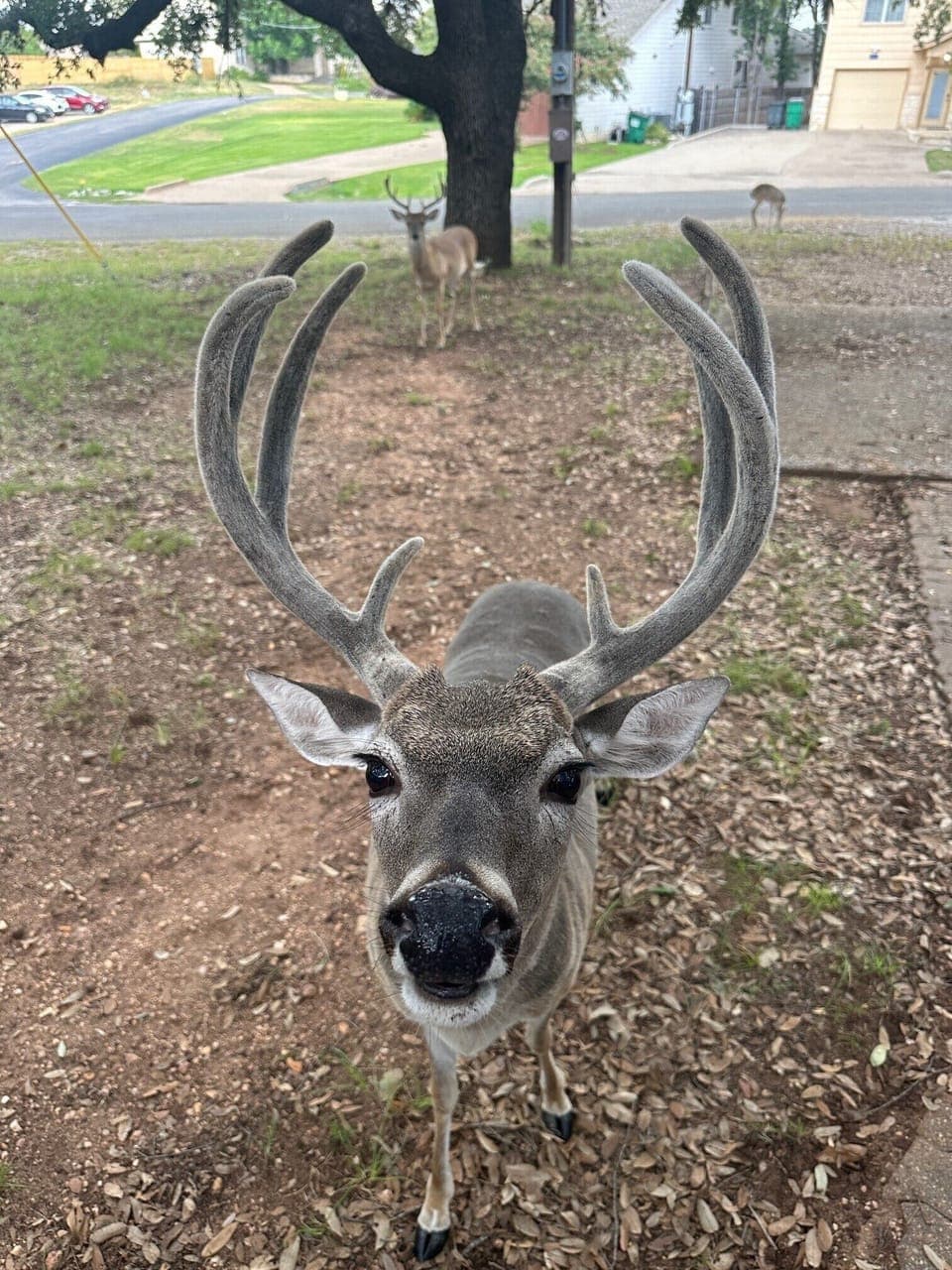 Enjoy the deer that visit our yard.