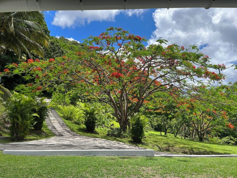 Gwada tree