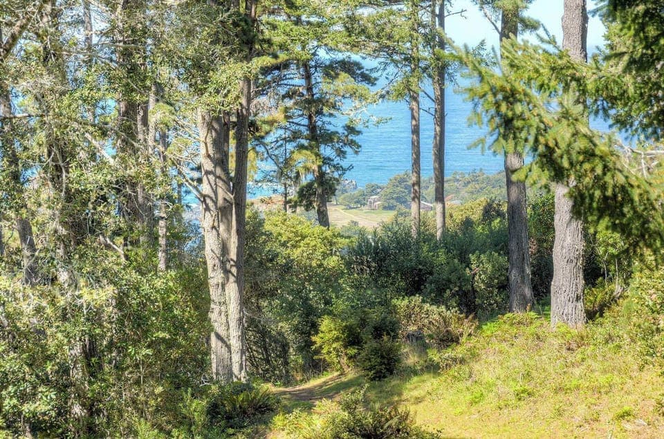 Forest and Ocean Views