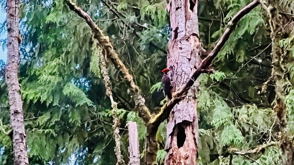 natural sounds from woodpackard!  