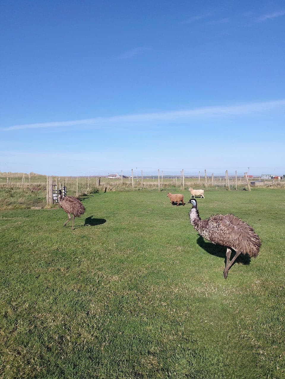 A couple of the emus playing in the field with the sheep.