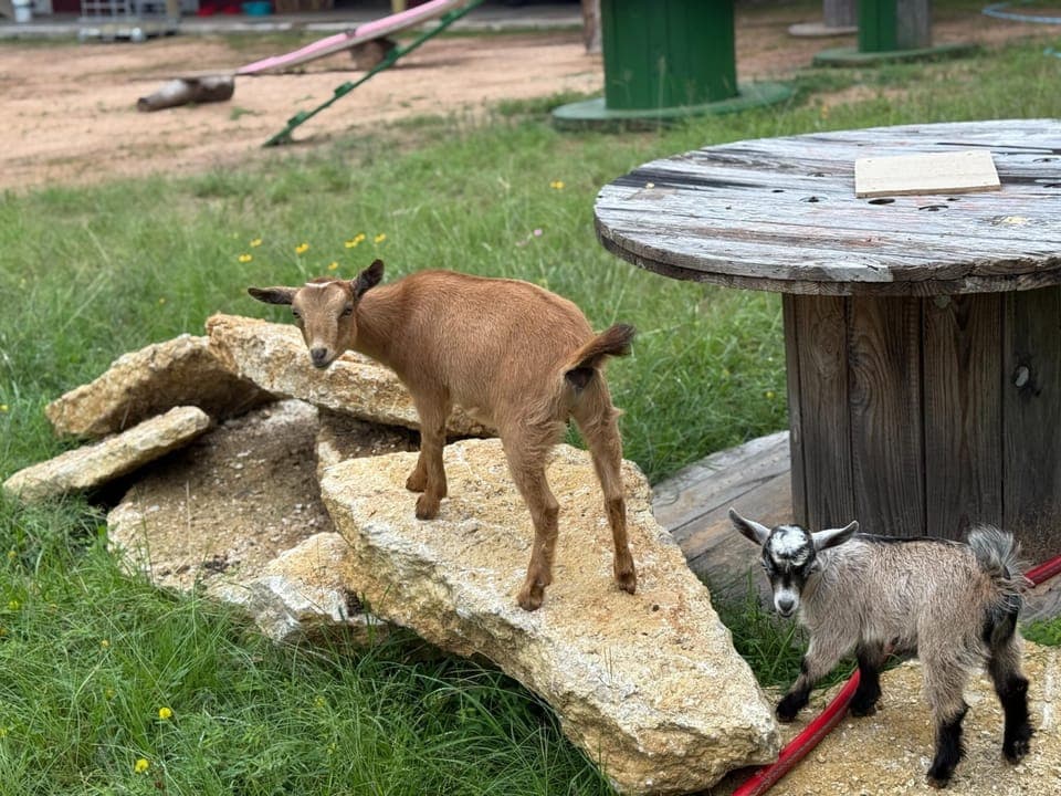 Tree, Grass, Rock, Outdoors, Nature