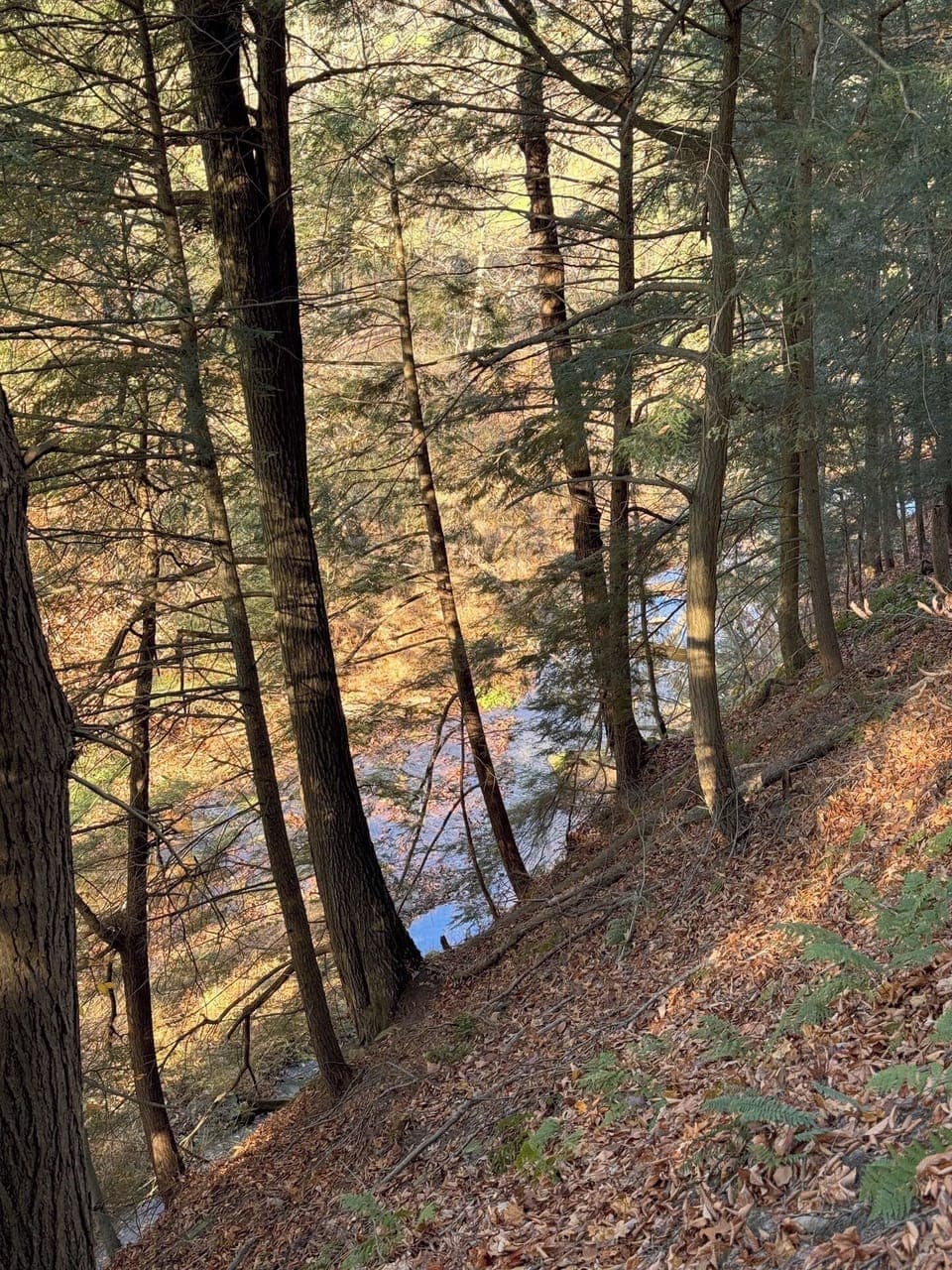 Modern Mohican Fauna Bluff 29