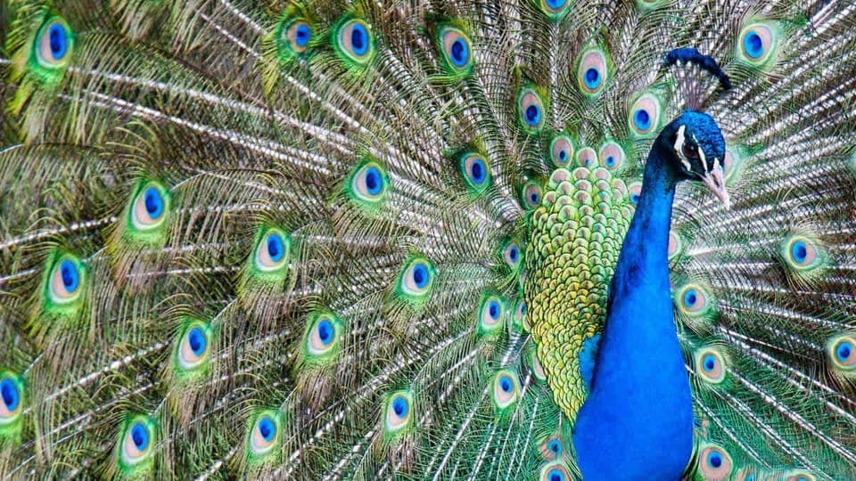 Family activities don’t have to break the bank when you book with Grand Welcome Orange Beach + Perdido Key! Ask us about our free + discounted activity deals to Alabama Gulf Coast Zoo, theme parks, nature cruises, golf courses, and more. 