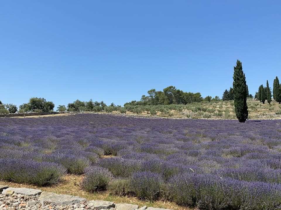 Region [summer] (>5 km)