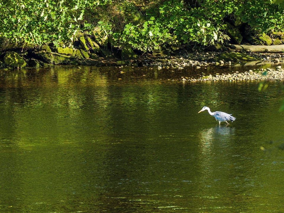 Heron on the River Nairn | Taigh na Tunnagan, Nairn