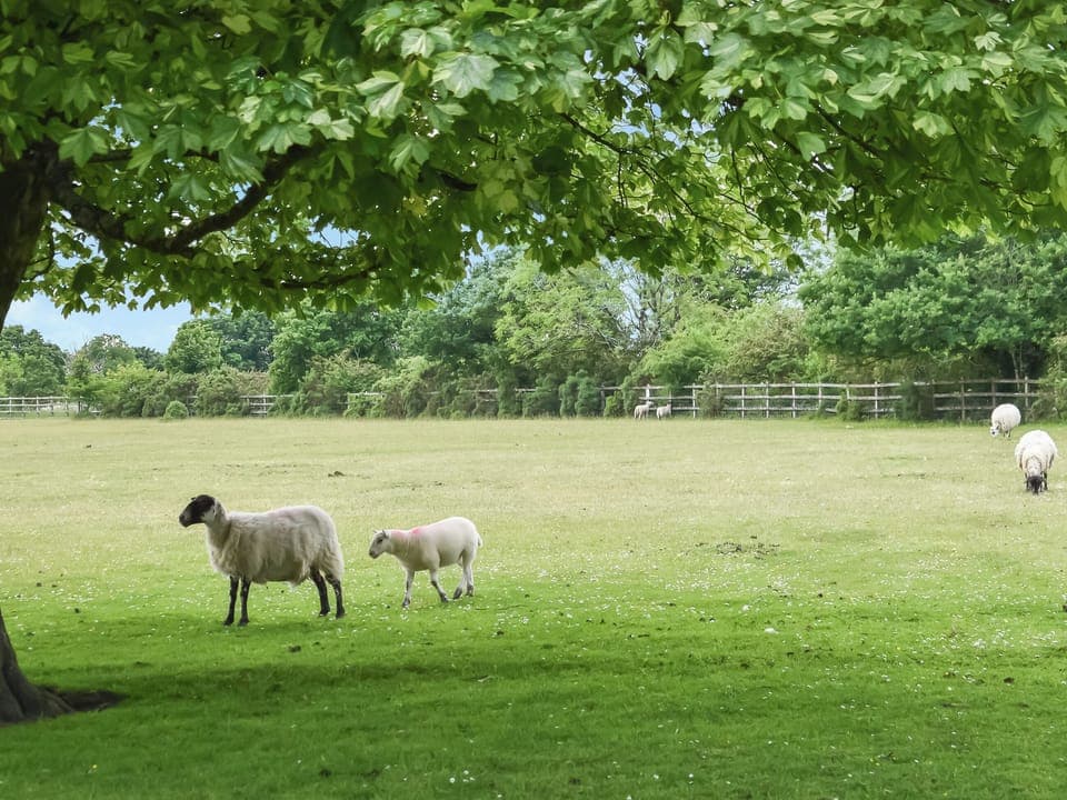 Surrounding area | Kestrel Cottage, Tavistock