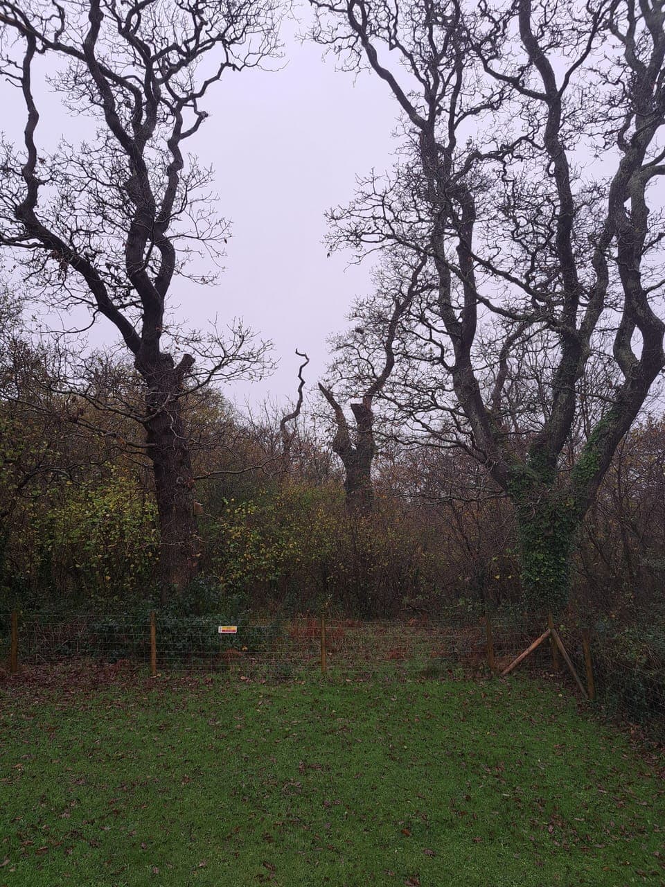 View from rear of house over woodland with wildlife viewing opportunities 