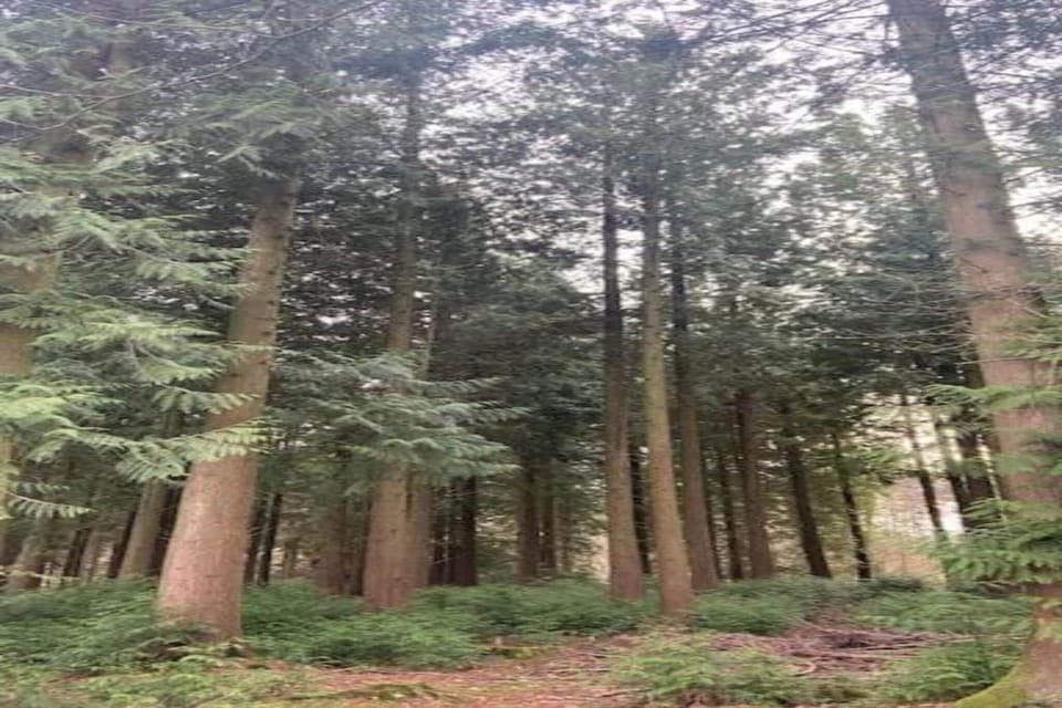 Region [summer] (>5 km)