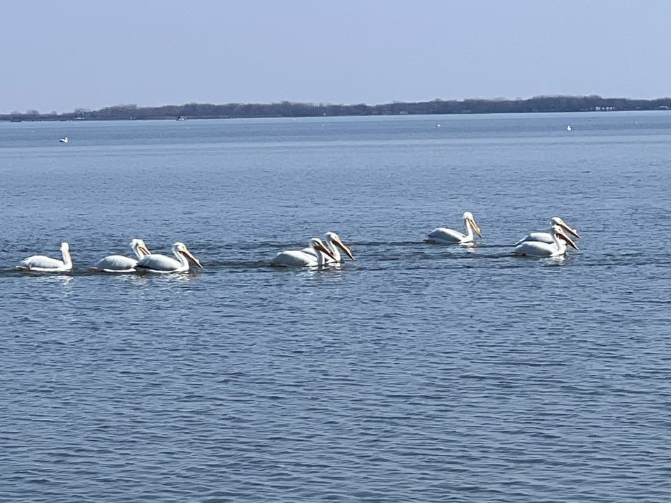 The American White Pelicans Have Been Returning Each Season, Beautiful To See!