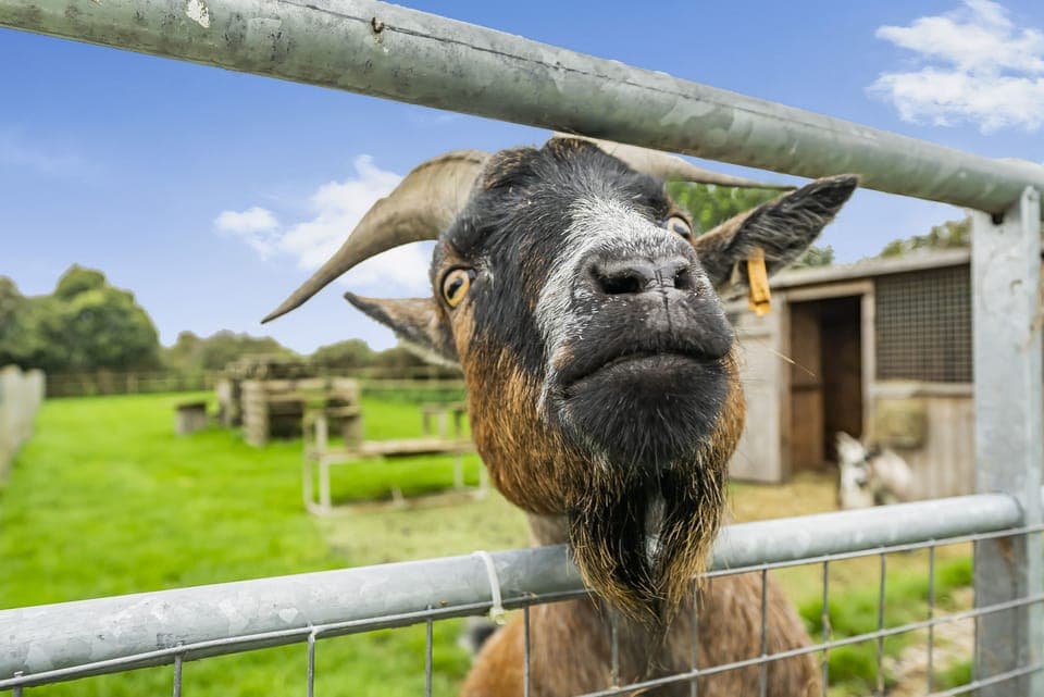 Barn at West Acres, Winterborne Kingston: The neighbours are friendly